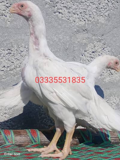 Periot beak aseel peir