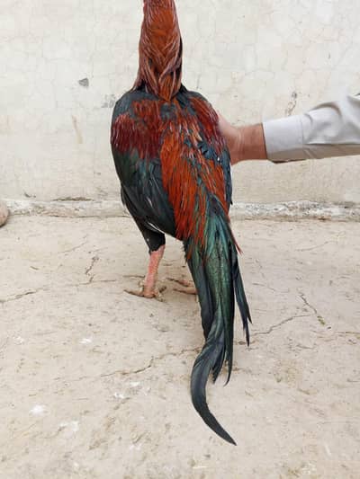 Top quality lakha for sale