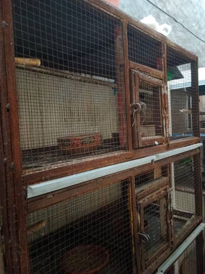 complete setup for sale with birds