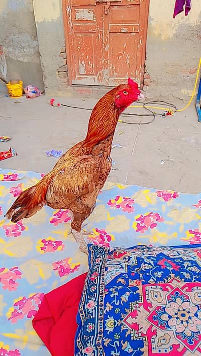 High quality peela aseel for sale