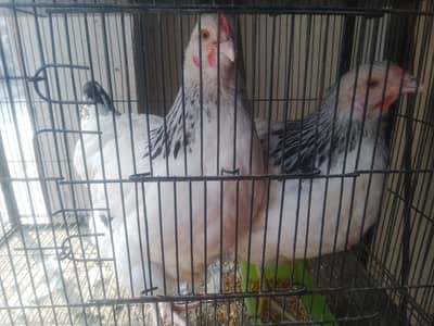 light Sussex females