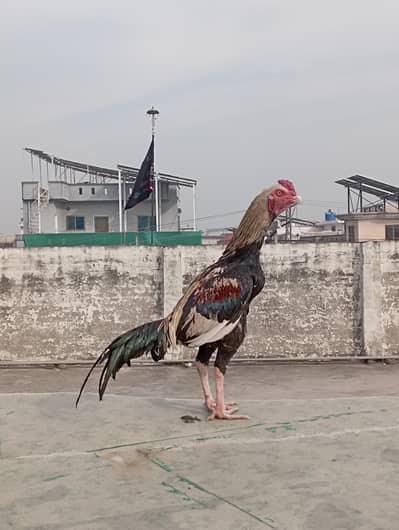 JAWA aseel peela healthy bird h