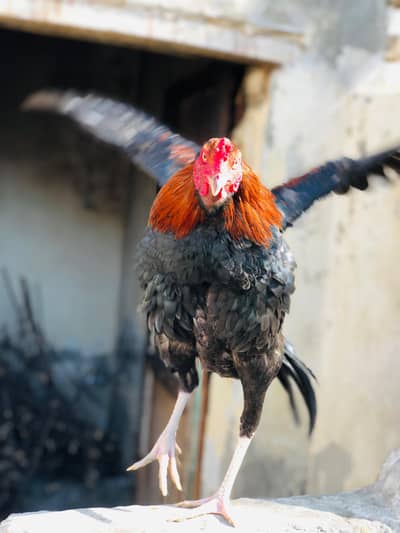 ASEEL PATHA PRICE 4500 03037131142