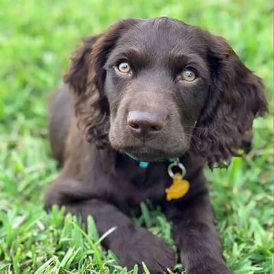 Cocker Spaniel English, Male, Chocolate color