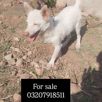 pista cute dog  beautiful