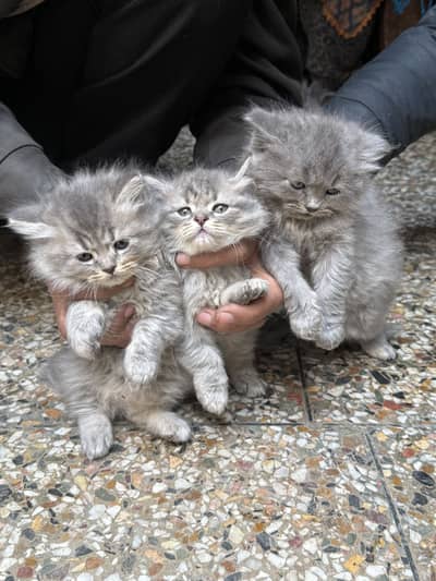 Blue persion kittens