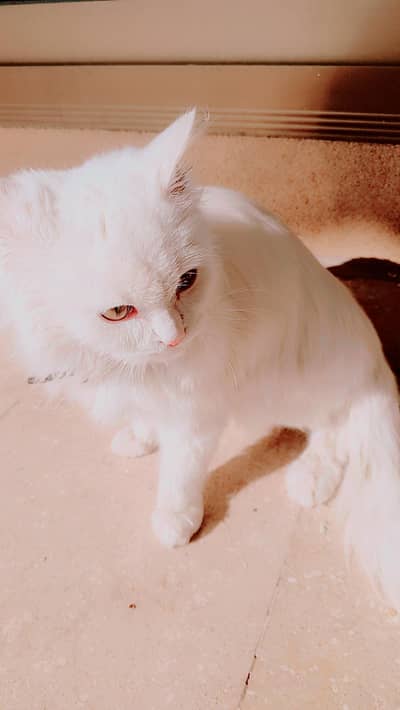 Persian cat