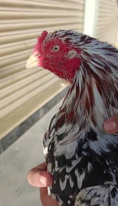 Aseel mianwali urgent sale