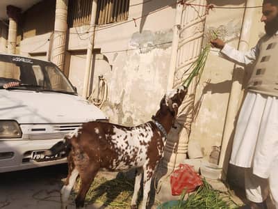 Naagra makhi cheni bakri 3 Months Ghaban for sale