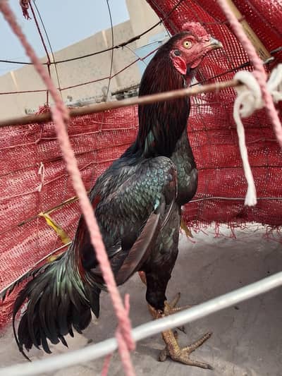 Thai aseel murga urgent sale