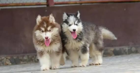 Siberian husky puppies 03425137217