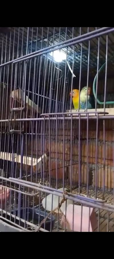 confirm breader pair