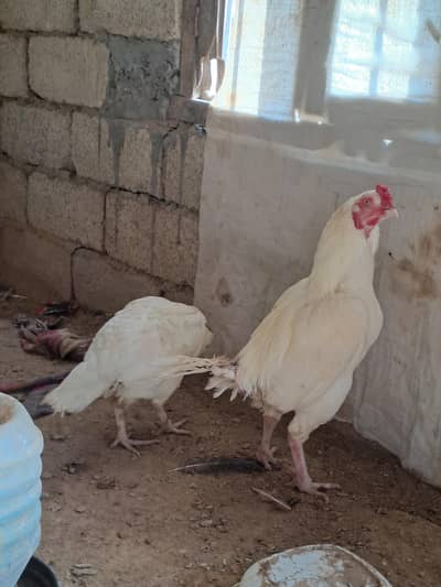 Paper White Aseel Pair