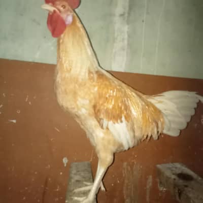 Lohman Brown Murqa For Sale