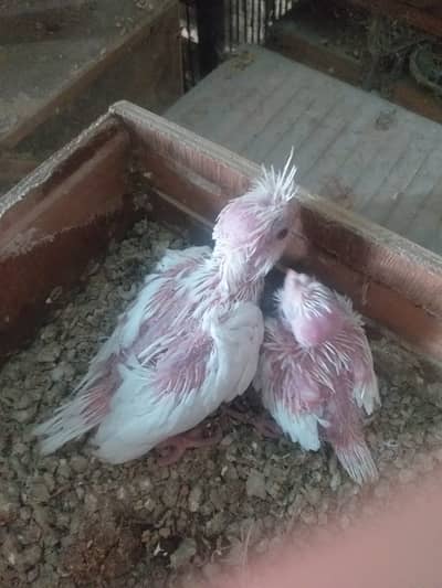 Cocktail/V Pied/Spoted/Eno Red eye/Eno Pied Breeder with egg Cockatiel