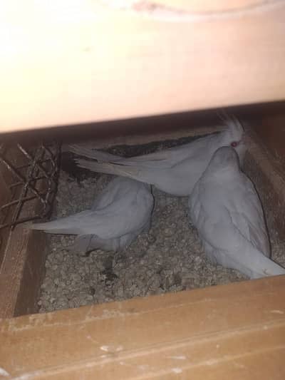 Cocktail/V Pied/Spoted/Eno Red eye/Eno Pied Breeder with egg Cockatiel