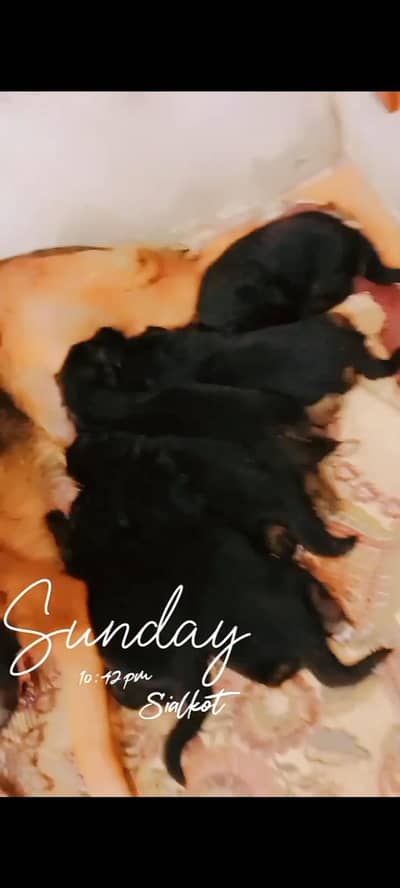 German shepherd puppies for sale 5 male 1 female