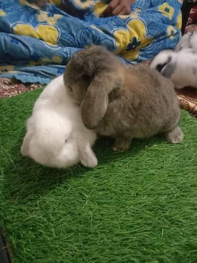 Holland lop top covalti bunys