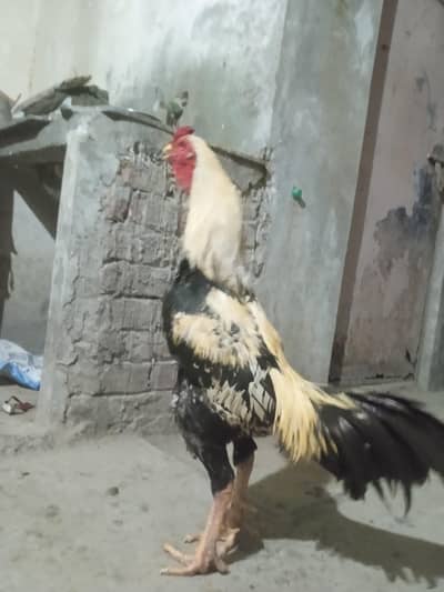 Pakistani Male Double Body For sale