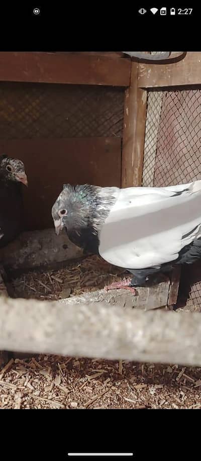 black chira breedar pair