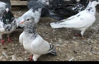 golden Patiala patthe