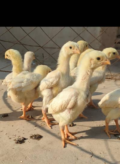 aseel shamo / white shamo / shamo chicks / white shamo chicks / shamo