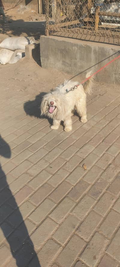 romanian mioritic shepherd dog Romanian Mioritic Sheph