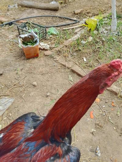 Aseel morga for sale. A very high class morga