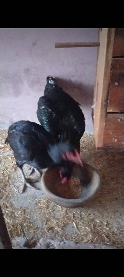 Aseel Muskha jora for sale