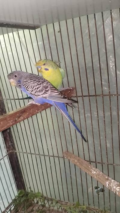 Black Face, Hogoromo,  Cocktail