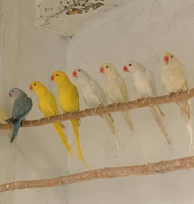 Yellow white blue Ringneck pathay