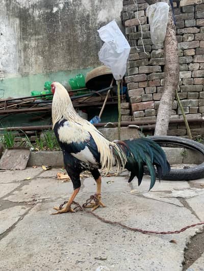 handsome & Tall Murga for sale