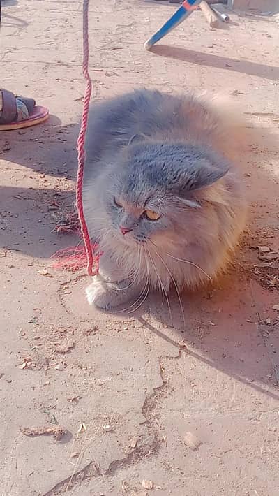 Persian Cat for sale