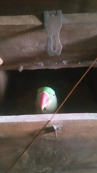 raw top class quality  grenty breedar piar 03/16/240/25/35/