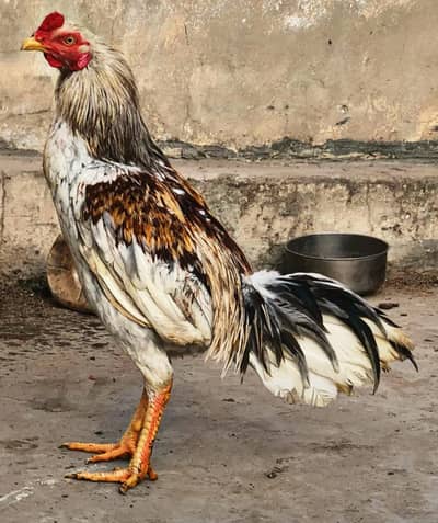 ASEEL MURGA , ASEEL MIANWALI , PATHA