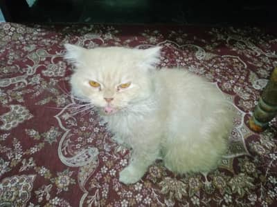 Male cat for sale. . . .