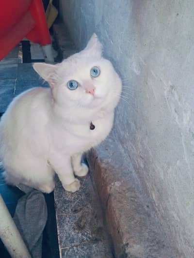 Persian male Cat ( laddu)
