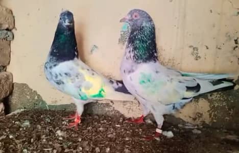 Quality bird resulted pairs all satep for sale video whattsap per