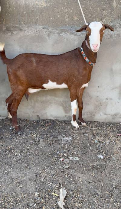 CHAMBI BAKRI WHITE EYES