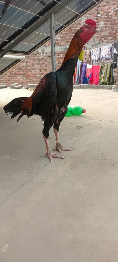 tahi and shimo karas patha