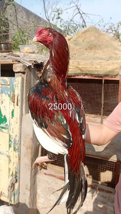 Aseel Mianwali birds for sale