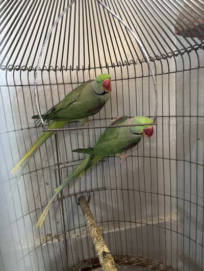 Green Parrot | Raw Parrot | Talking Parrot | Male Parrot