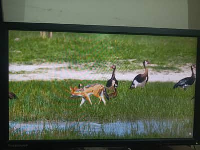 Lenovo T2224PD 22 Inch Full HD IPS Monitor