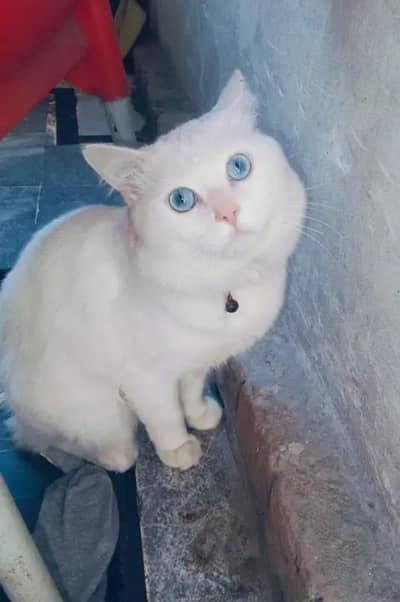 Persian female bridal 03262282004 WhatsApp