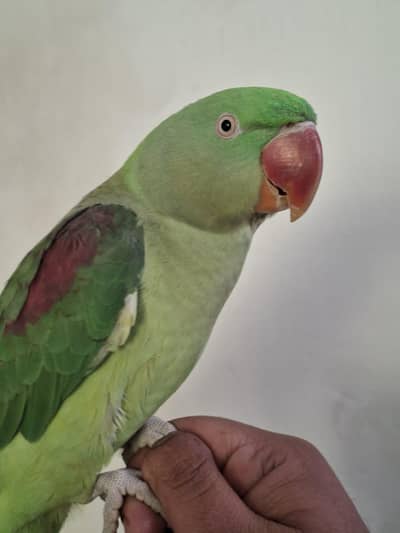 Hand time Raw parrot