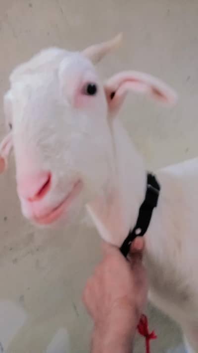 golabe female low price aurjunt sall