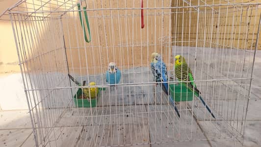 pairs of 2 couples Budgie