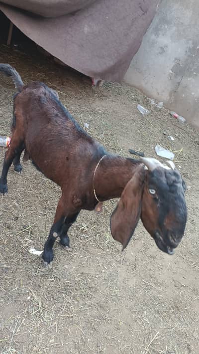 nagri bakri 1 month cros
