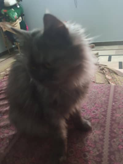 cute persian triple coated cat