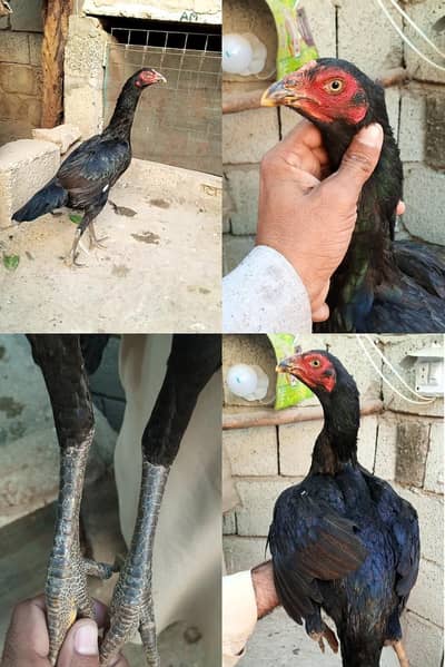 Aseel/ Aseel Minawali/ Pakistani Aseel/ Aseel Murga/ Aseel Chicks